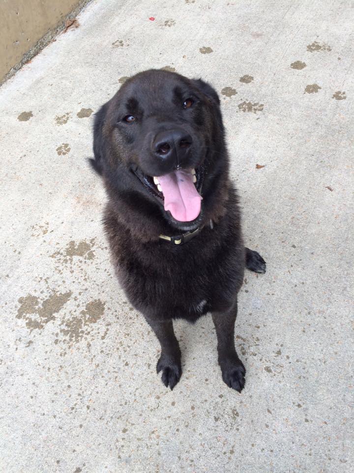 288-15 JAXSON CLOSEUP